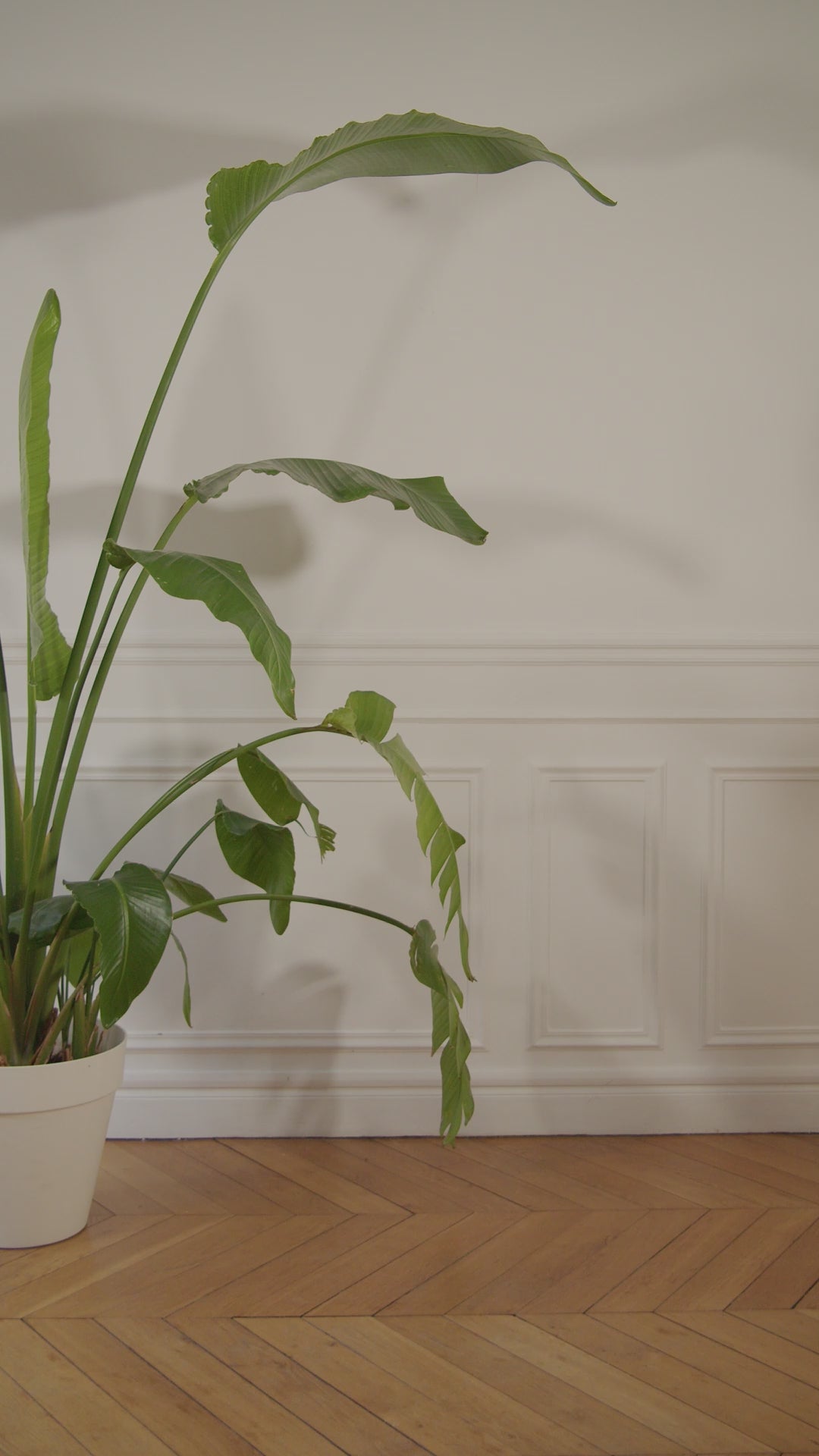 Charger la vidéo : Chic Djody burgundy leather handbag for women